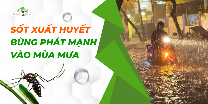 Sốt xuất huyết bùng phát mạnh vào mùa mưa