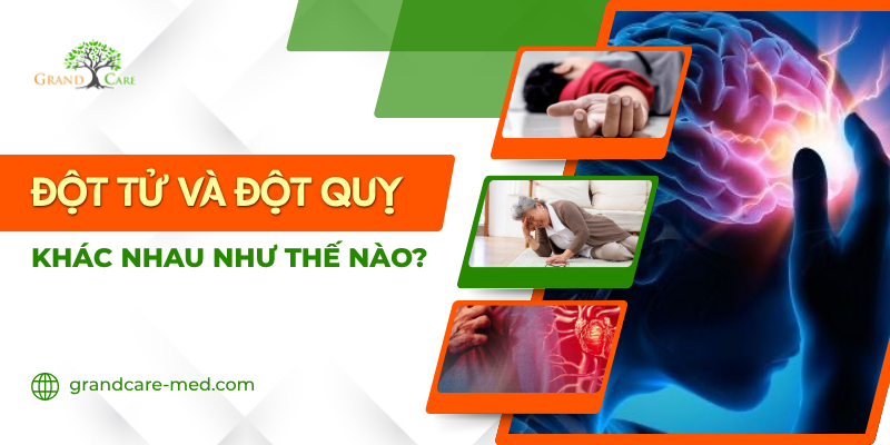 ĐỘT TỬ VÀ ĐỘT QUỴ KHÁC NHAU NHƯ THẾ NÀO
