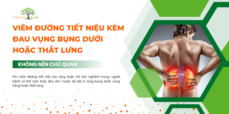 Viêm đường tiết niệu kèm đau vùng bụng dưới hoặc thắt lưng